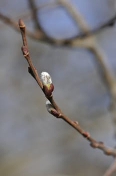 One young bud on a small branch with a blurred background