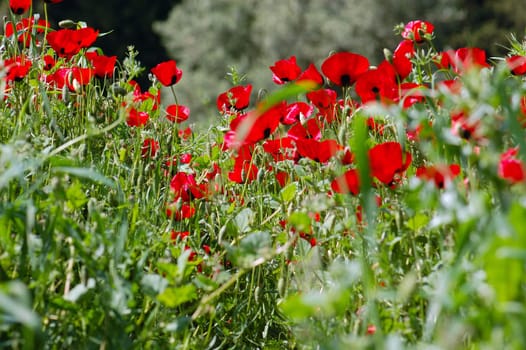 Blooming poppy flowers in a field. Spring season background.