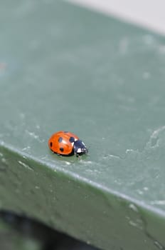 Close-up of a red ladybug on a green guard rail