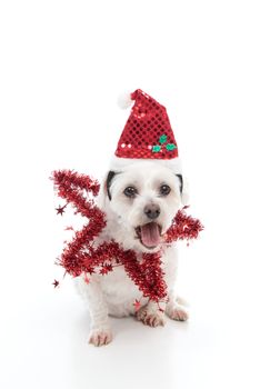 A small pet dog with mouth wide in exclamation, awe or surprise.  White background.