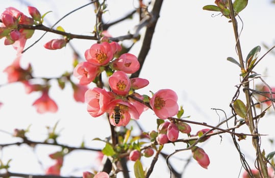 Some pink flowers of a tree with a bee inside one and a white sky