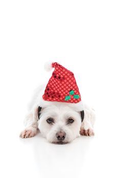 A white puppy dog lying with head resting on ground and wearing a red Christmas Santa hat.  White background.