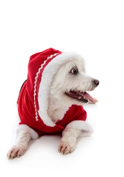 Small cute white pet dog wearing a warm and cosy red hooded outfit.  Looking sideways at your message.  White background.