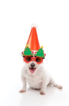A happy dog wearing comical Christmas glasses and party hat.