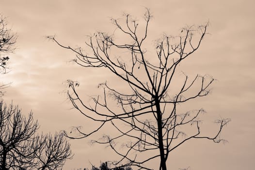 Leafless trees against a cloudy winter sky.