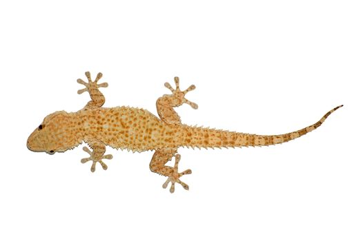 Small gecko reptile lizard against a white background.