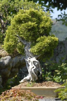 dead trunk with carved bonsai in the garden 