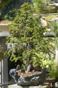 taxus baccata bonsai in the garden 