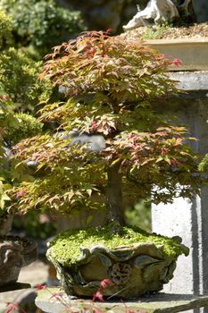 bonsai maple outside 