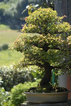 chinensis bonsai elm in the garden 