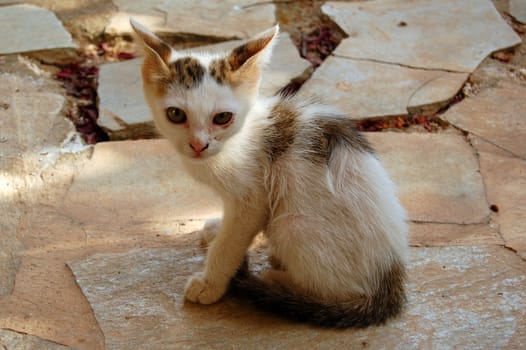 Stray kitten on cobblestone background. Domestic animal portrait.