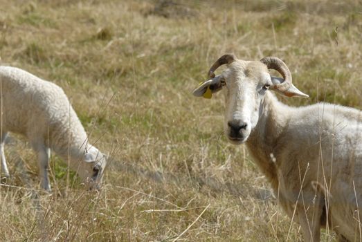 mother sheep and her lamb grazing in the field 