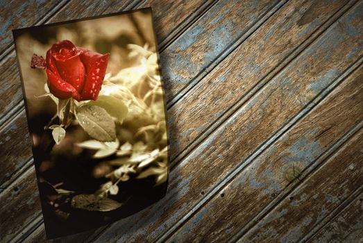 old photographs of a rosebud on an old wood floor 