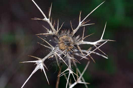 Dry thorny thistle plant. Abstract natural background.