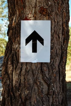Pine tree trunk with arrow sign. Abstract wood background texture.