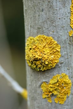 Close up of tree branch with yellow moss fungus. Abstract wood texture.