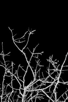 Leafless tree branches against a black background. Black and white.