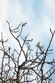 Leafless tree branches against a cloudy winter sky.