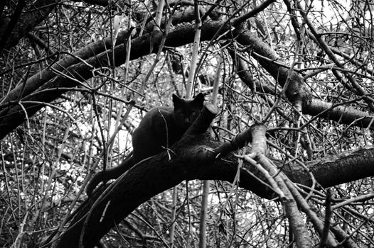 Scared black cat hiding on a tree. Black and white.