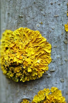 Macro of tree branch with yellow moss fungus. Abstract wood texture.