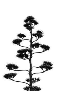 Isolated tree silhouette natural background. Black and white.