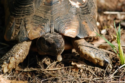 Turtle reptile eating a small insect. Animal in natural habitat.