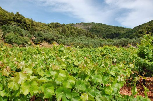 Vineyard plantation near Keri village on the island of Zakynthos, Greece.