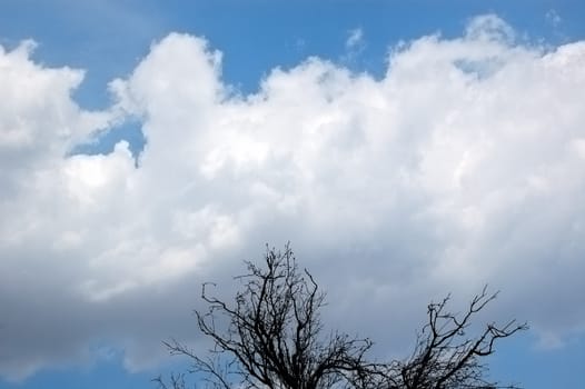 Leafless tree against a cloudy winter sky.