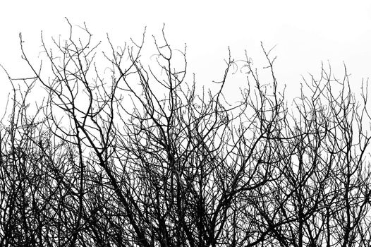 Isolated tree branches natural background. Black and white.