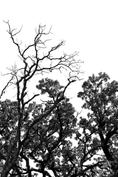 Trees in forest in the wintertime. Black and white.