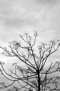 Leafless tree against a cloudy winter sky. Black and white.