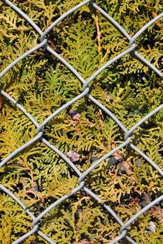 Metal chain link fence wire and fir tree texture background.