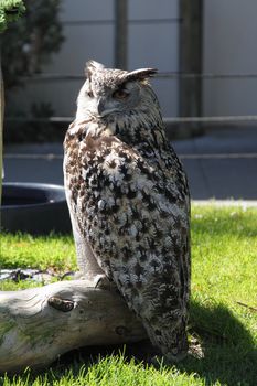 Photo of an owl in the zoo