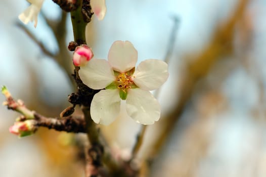 Blooming almond tree flower detail. Spring season background.