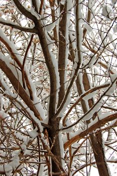 Blooming almond tree covered in snow.