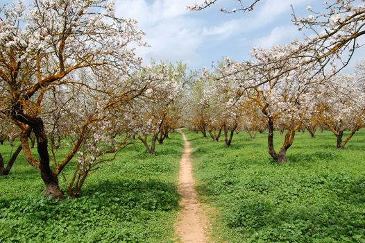 Blooming almond trees in a park. Nature background.