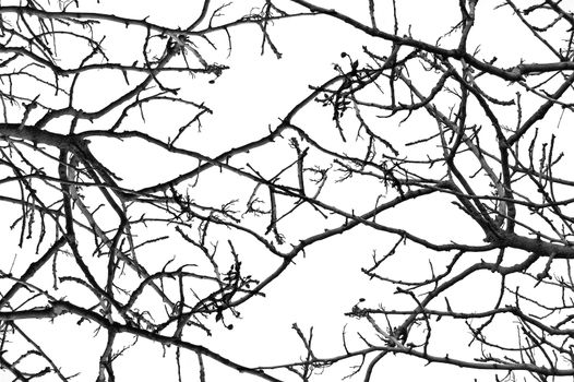 Leafless tree branches background pattern. Black and white.