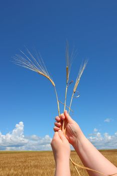 hand holding ears of wheat against blue sky