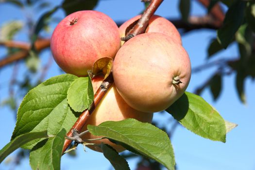 Apples on a branch against the blue sky with leaves