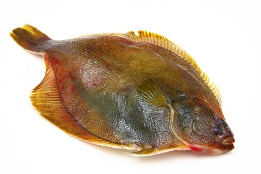 Fresh fishes flounder on white background