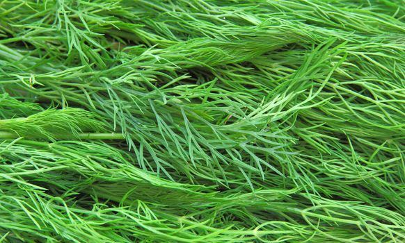 Fresh green dill