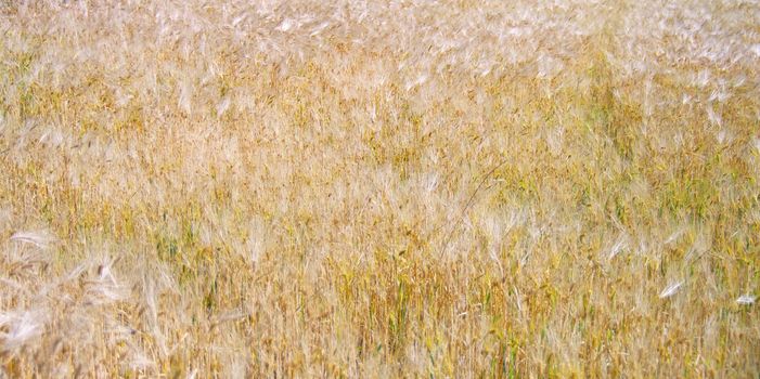 Horizontal image of a golden field of wheat 