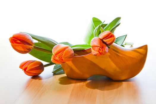 Greetings from Holland - Dutch wooden shoe and orange tulips with white background on wooden table