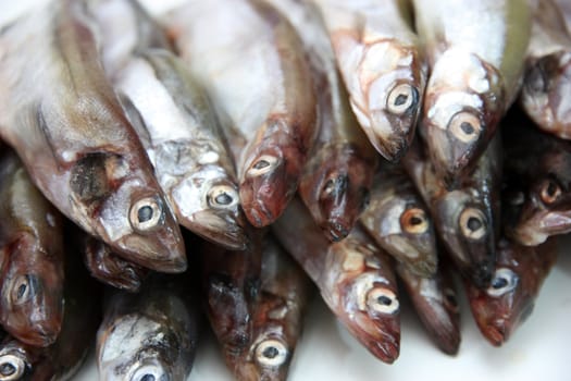 Capelin fish isolated on the white background