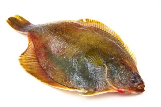 Fresh fishes flounder on white background