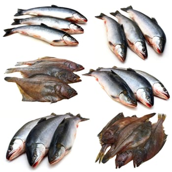 Set fresh sea fishes lie nearby on a white background