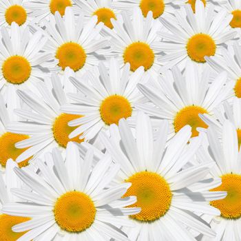 Daisy flower texture