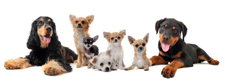 group of puppies  in front of white background