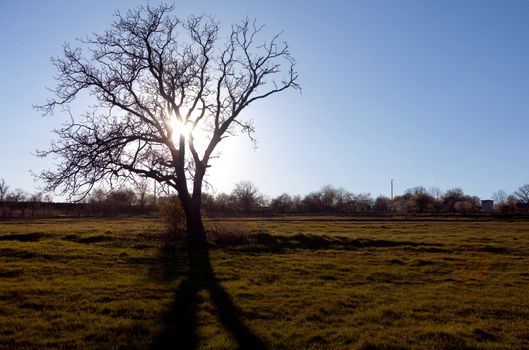 View of old bare tree on a field, sun rising behind the branches