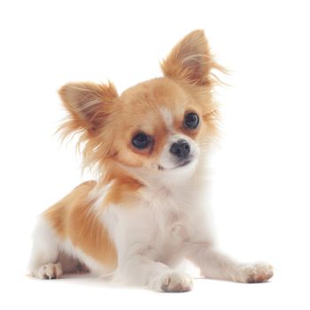 portrait of a cute purebred  puppy chihuahua in front of white background